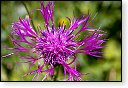 bloemen bloem hdr natuur flora roos rozen tulp tulpen orchidee orchideeen zonnebloem geranium cannabis marihuana wiet hennep sativa indica